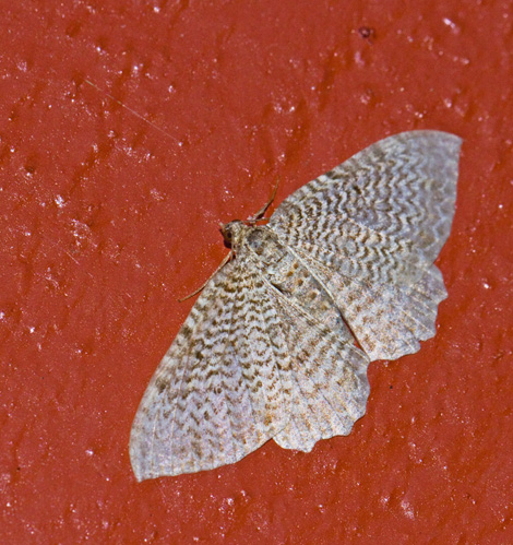 Rheumaptera undulata.jpg
