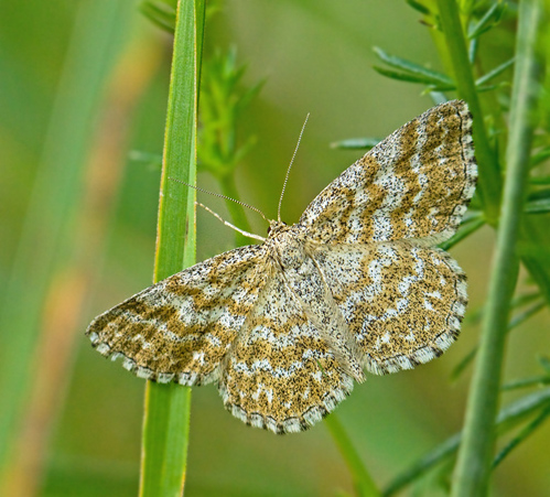 Grbandad lvmtare (Scopula immorata).jpg
