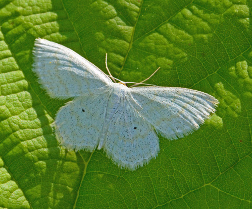 ngslvmtare (Scopula immutata).jpg
