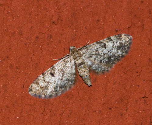 Eupithecia tantillaria.jpg