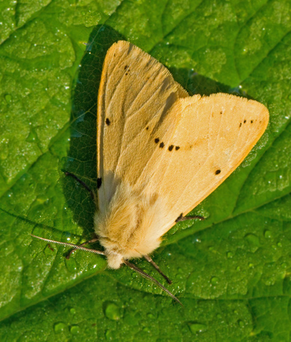 Spilosoma luteum.jpg