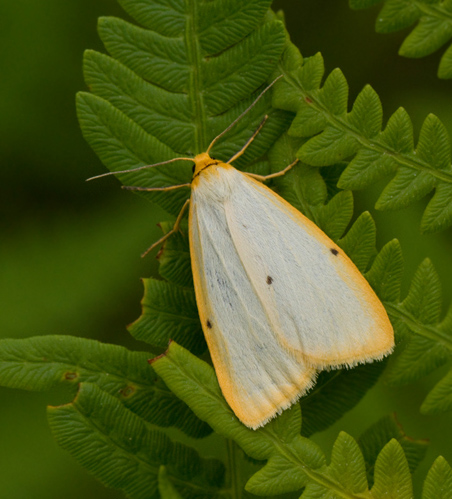 Cybosia mesomella.jpg