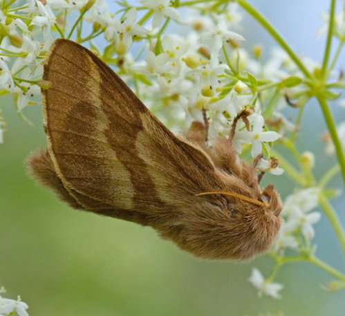 Ground Lackey, ngsringspinnare  (Malacosoma castrensis).jpg