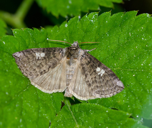 Poppelblekmaskspinnare (Tethea or).jpg