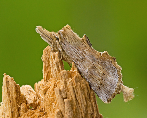 Pterostoma palpina.jpg