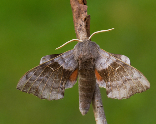 Poplar Hawk-moth, Poppelsvrmare (Laothoe populi).jpg