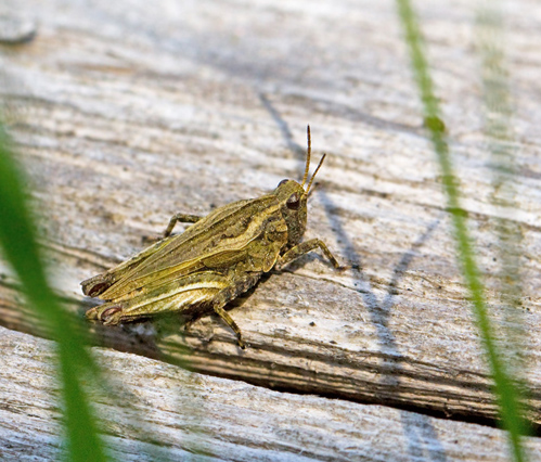 Common Groundhopper, Glänttorngräshoppa (Tetrix undulata).jpg