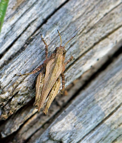 Common Groundhopper, Glänttorngräshoppa (Tetrix undulata).jpg