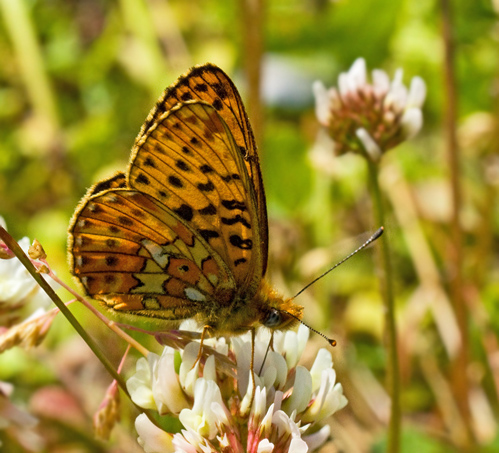 Pearl-bordered Fritillary, Prydlig prlemorfjril (Boloria euphrosyne).jpg