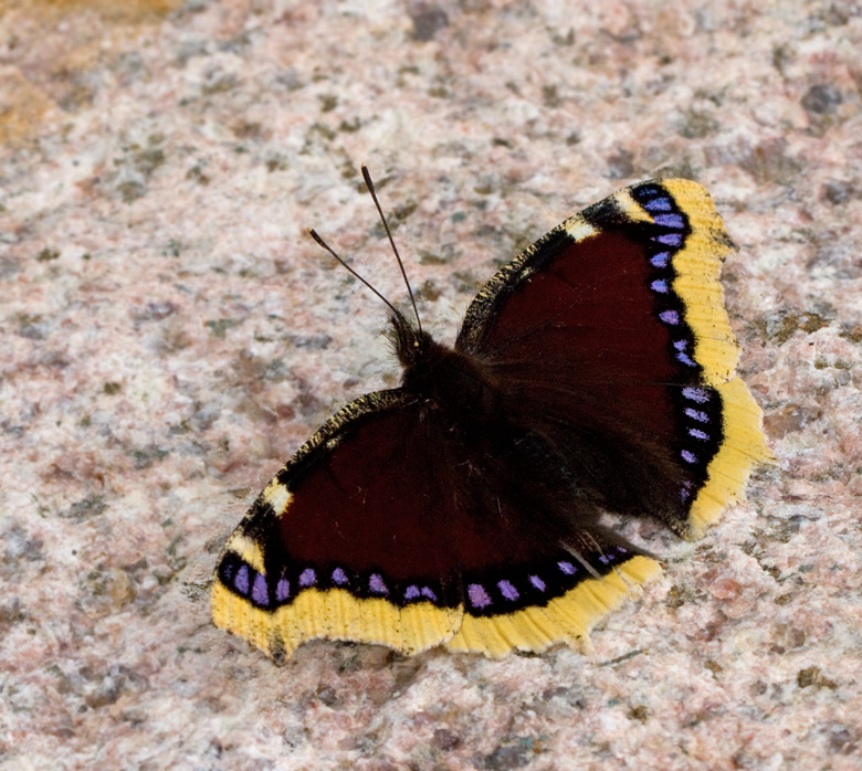 Nymphalis antiopa.jpg
