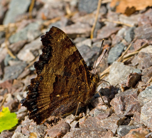 Nymphalis polychloros.jpg