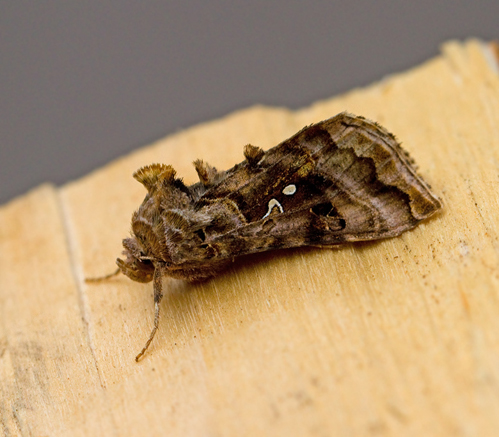 Autographa pulchrina.jpg