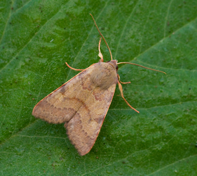 Gulrtt backfly (Agrochola helvola).jpg
