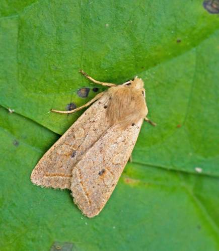 Ldergult backfly (Agrochola macilenta).jpg