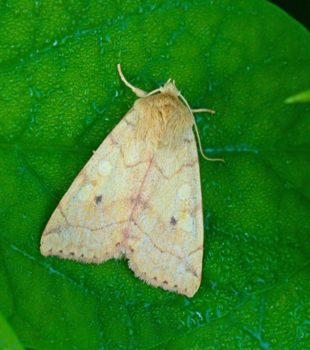 Enargia paleacea2.jpg