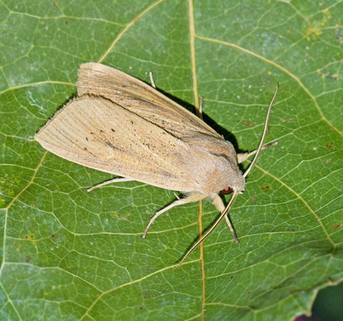 Dyfly, Rhizedra lutosa.jpg