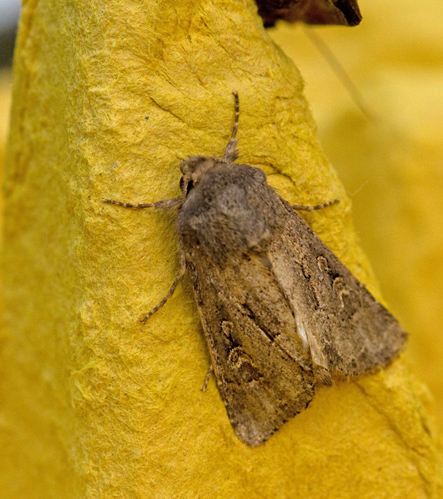 Luperina testacea.jpg