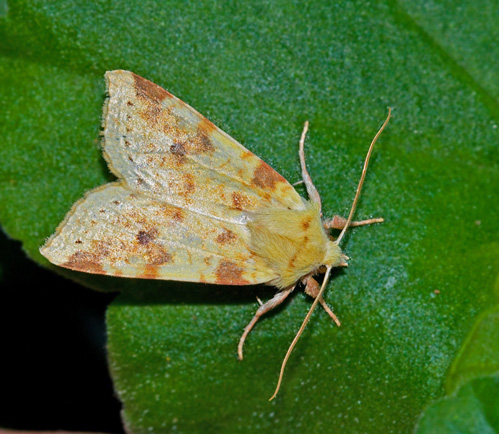 Blekgult gulvingfly (Xanthia icteritia) The Sallow.jpg
