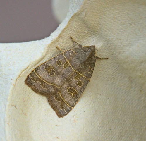 Ipimorpha subtusa.jpg
