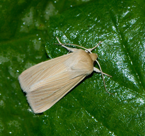 Mythimna pallens.jpg