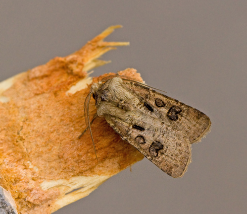 Barkfrgat jordfly, Agrotis clavis.jpg