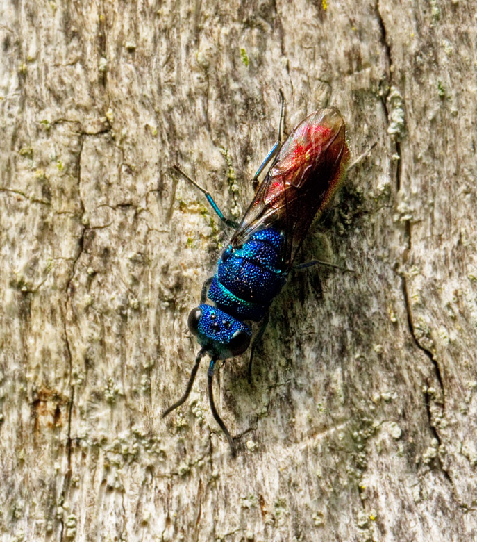 Jewel Wasp, Guldstekel (Chrysis ignita coll).jpg