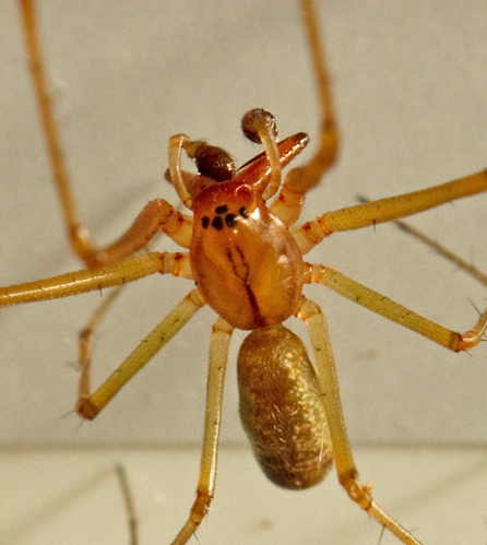 Ängsbaldakinspindel (Linyphia triangularis).jpg