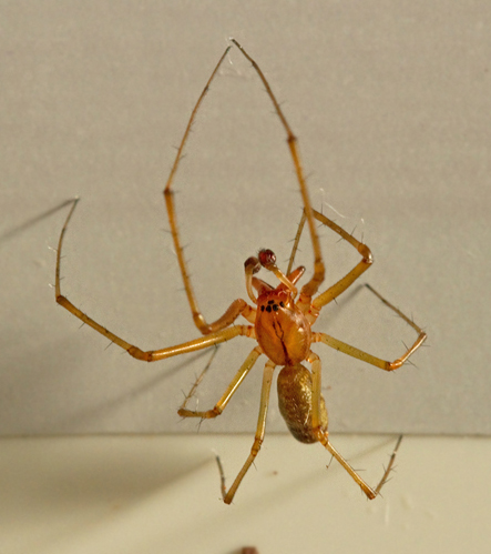 Ängsbaldakinspindel (Linyphia triangularis).jpg