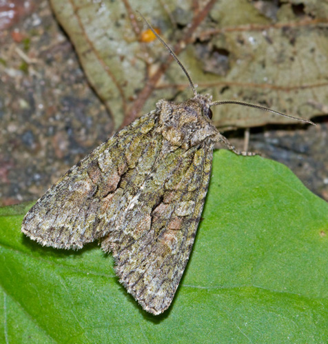 Grönbrunt ekfly, Brindled green, Dryobotodes eremita