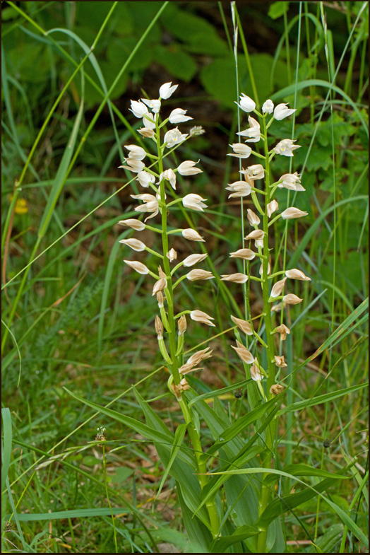 C. longifolia 2.jpg