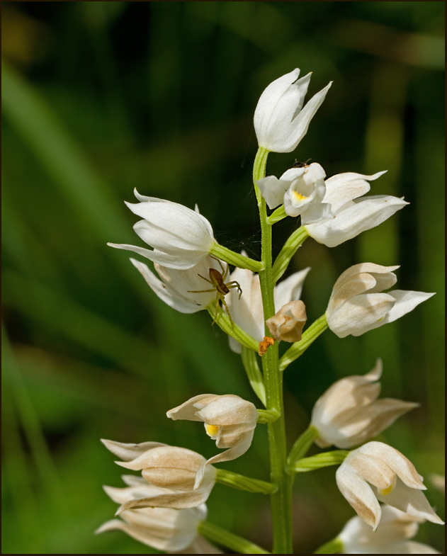 Cephalanthera longifolia.jpg