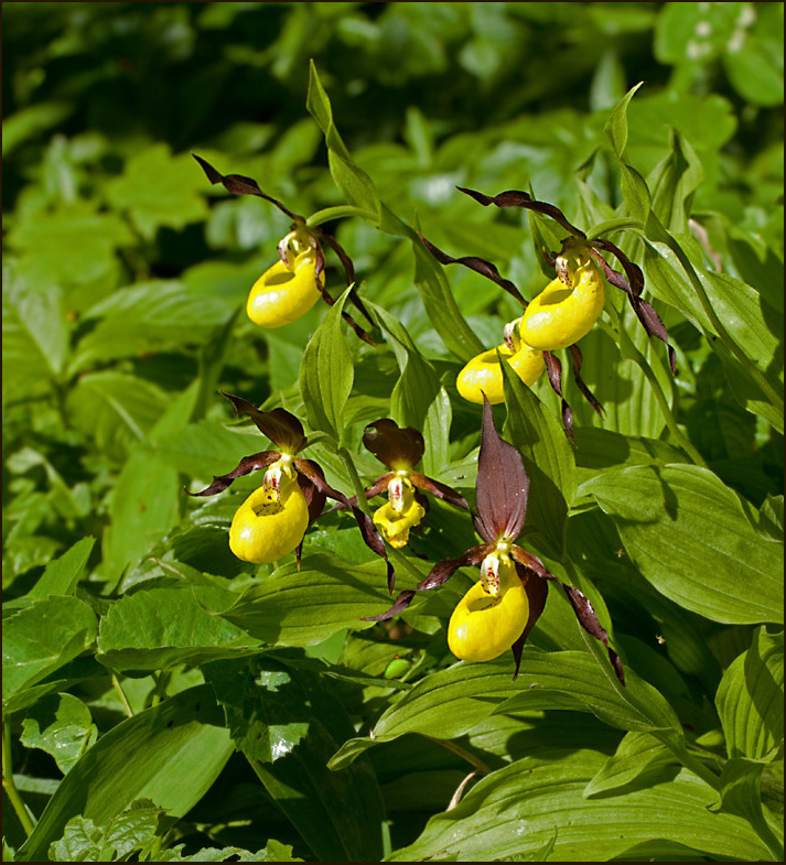 Lady's Slipper, Guckosko (Cypripedium calceolus).jpg