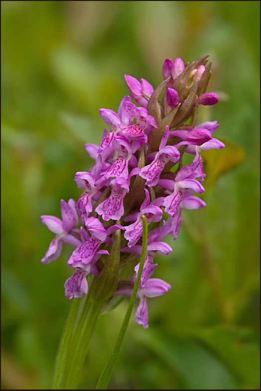 Dactylorhiza incarnata, Ängsnyclar