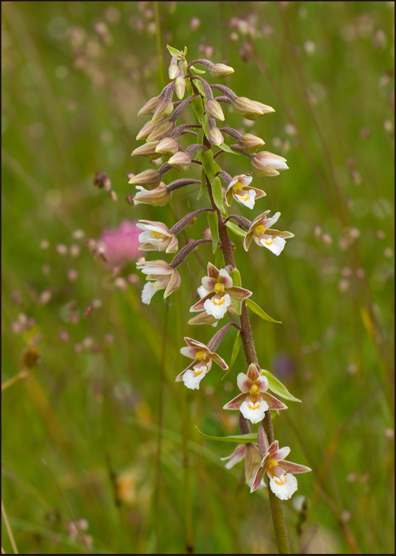 E. palustris.jpg