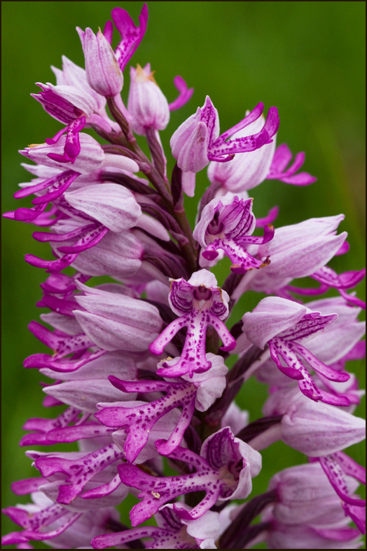 Military Orchid, Johannesnycklar    (Orchis militaris).jpg