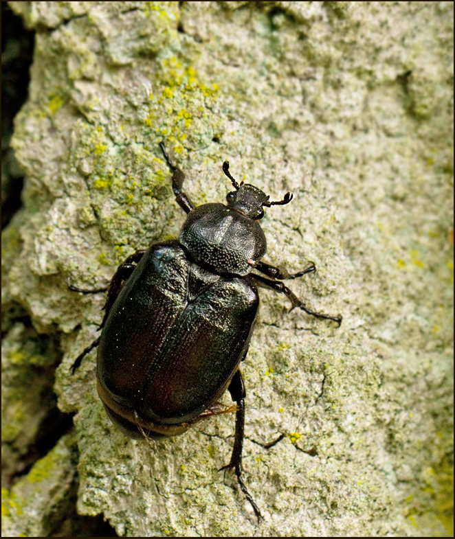The Hermit Beetle, Lderbagge (Osmoderma eremita)