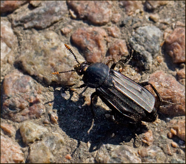 Stor asbagge (Necrodes litoralis).jpg