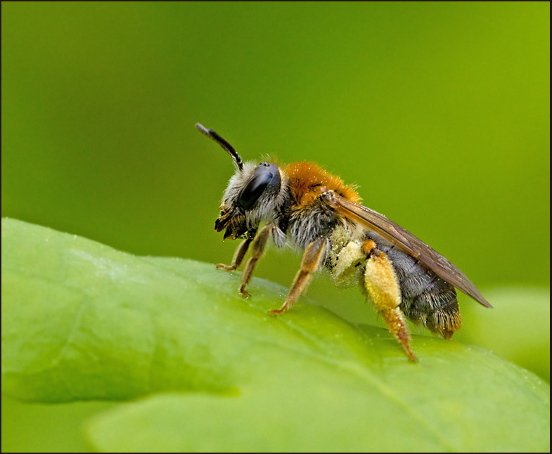Trdgrdssandbi, Orange-tailed Mining Bee (Andrena haemorrhoa).jpg