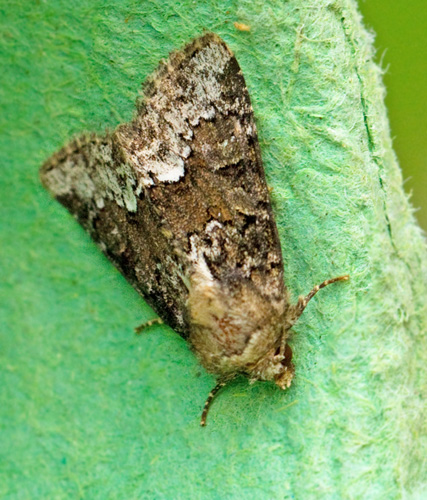 Hundäxingsängsfly (Oligia strigilis).jpg