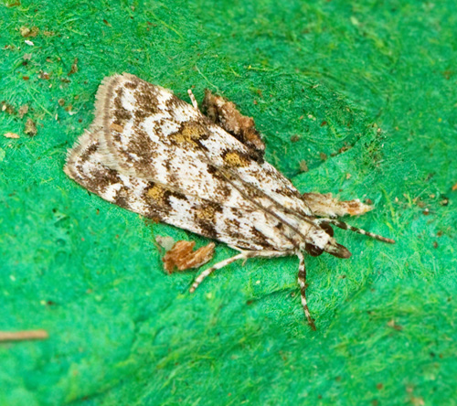 Skarptecknat ugglemott (Scoparia pyralella).jpg