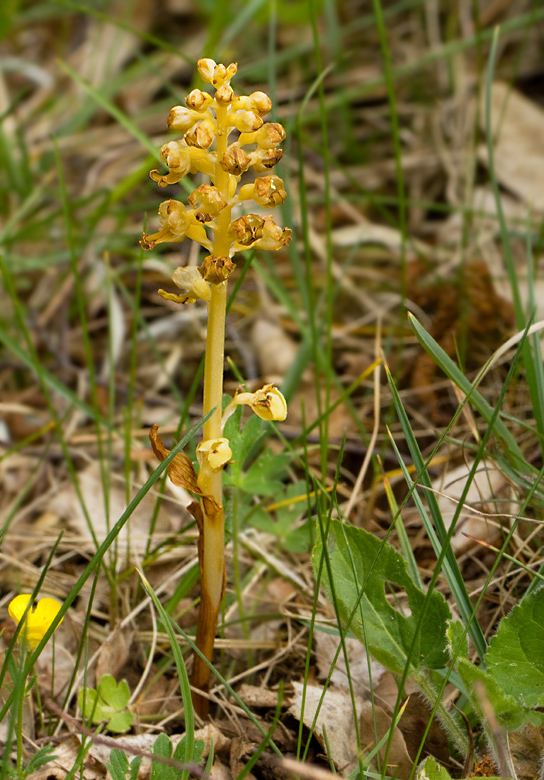 Bird's nest orchid, Nästrot (Neottia nidus-avis).jpg