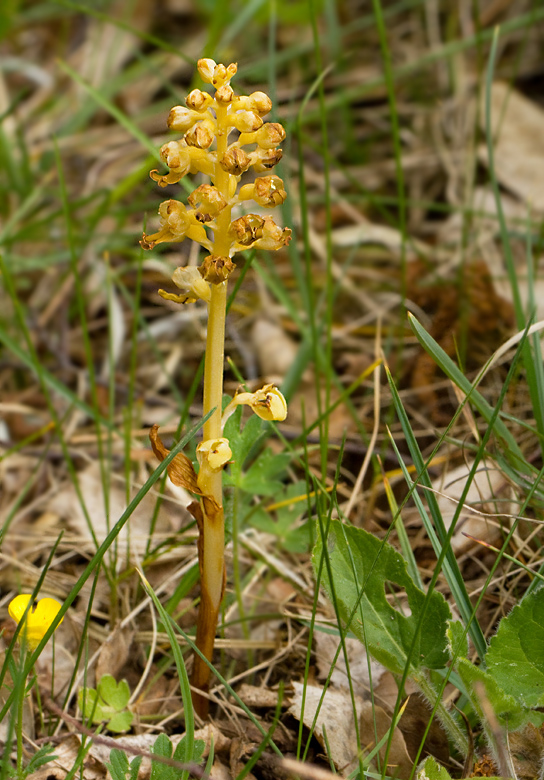 Bird's nest orchid, Nstrot (Neottia nidus-avis).jpg