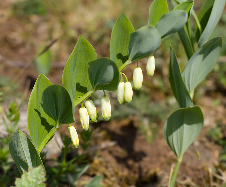 Getrams, (Polygonatum odoratum).jpg