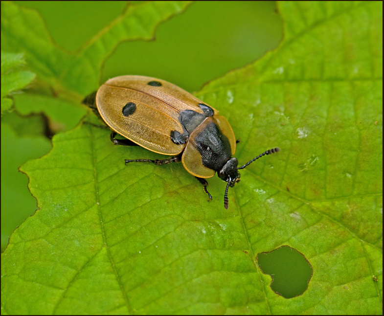 Fyrprickig asbagge (Dendroxena quadrimaculata).jpg