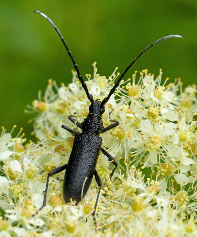 Capricorn Beetle, Mindre ekbock (Cerambyx scopoli).jpg