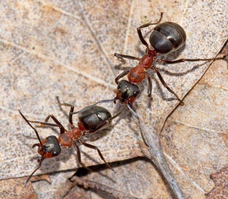 Rd skogsmyra (Formica rufa).jpg