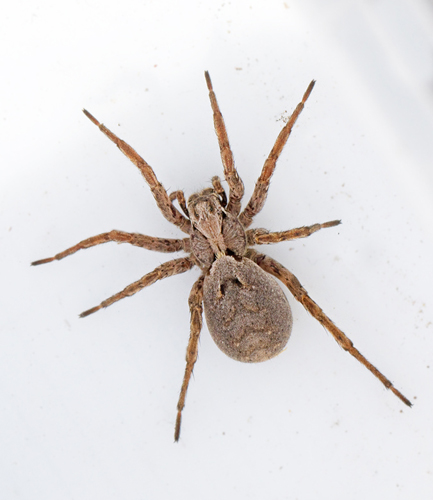 Fox Spider, Parflckig vargspindel  (Alopecosa inquilina).jpg