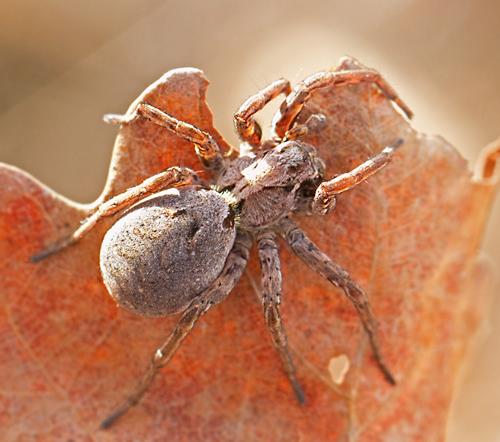 Fox Spider, Parflckig vargspindel  (Alopecosa inquilina).jpg
