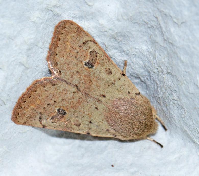 Mindre slgfly (Orthosia cruda).jpg