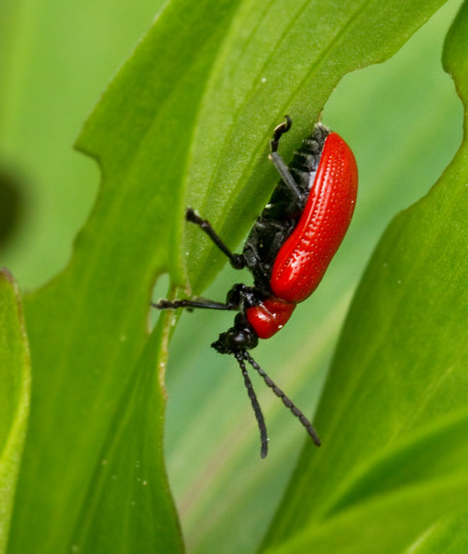 Liljebagge (Lilioceris lilii).jpg